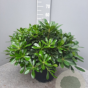 Pittosporum tob. 'Nanum' GM C6L