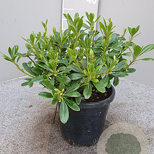 Pittosporum tob. 'Nanum' GM C3