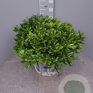 Pittosporum tob. 'Nanum' GM 25L