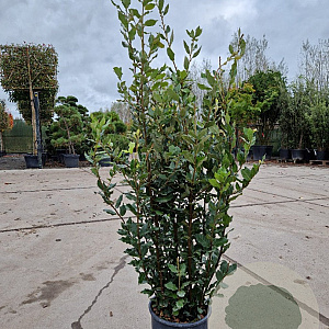 Quercus ilex 80-100 cm 5,0L