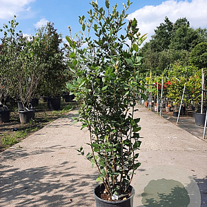 Quercus ilex 100-125 cm 10L