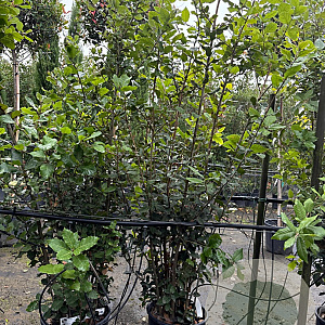 Quercus ilex 100-125 cm 10L