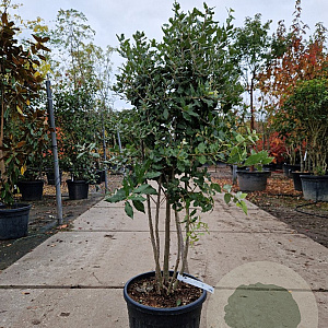 Quercus ilex 120-140 cm container meerstammig