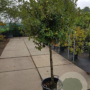 Quercus ilex 100 cm stam container 12-14
