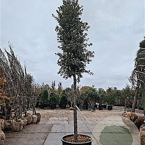 Quercus ilex 180 cm stam container 25-30