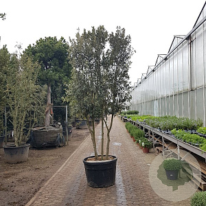Quercus ilex 250-300 cm cont. 230L paraplu