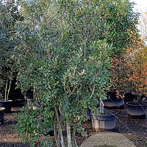 Quercus ilex 200-250 cm container 80 stam