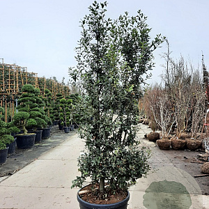 Quercus ilex 200-250 cm cont. 130L meerstammig