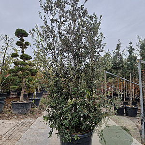 Quercus ilex 250-300 cm cont. 150L meerstammig