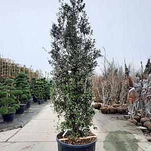 Quercus ilex 300-350 cm cont. 200L meerstammig