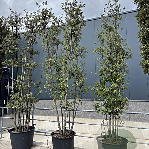 Quercus ilex 350-400 cm cont. 130L meerstammig