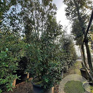 Quercus ilex 400-450 cm container