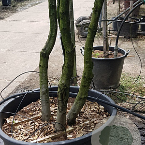 Quercus ilex 400-450 cm container struik