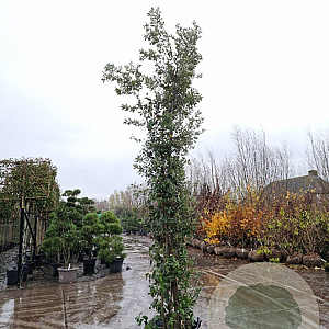Quercus ilex 400-450 cm cont. 750L meerstammig