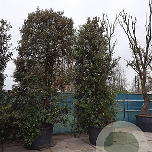 Quercus ilex 450-500 cm cont. 750L