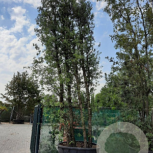 Quercus ilex 500-600 cm cont. 750L meerstammig