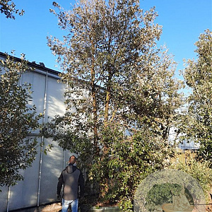 Quercus ilex 600-700 cm container