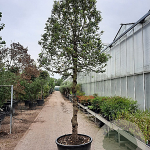 Quercus ilex 150 cm stam container 6-8 bol