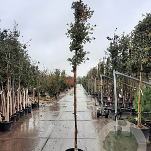 Quercus ilex 180 cm stam container 8-10