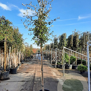 Quercus ilex 180 cm stam container 10-12 hoge lei