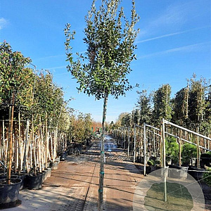 Quercus ilex 180 cm stam container 12-14