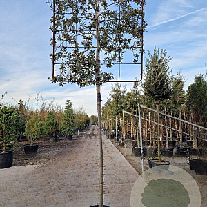 Quercus ilex 180 cm stam container 12-14