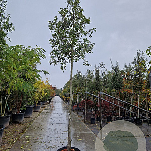Quercus ilex 180 cm stam container 14-16