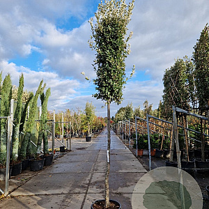 Quercus ilex 180 cm stam container 14-16