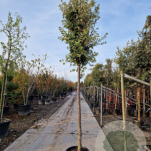 Quercus ilex 180 cm stam container 16-18 leiboom