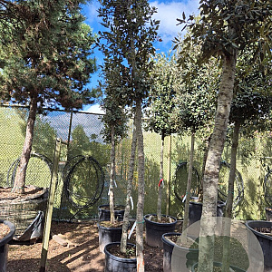 Quercus ilex 180 cm stam container 20-25