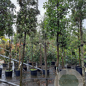 Quercus ilex 200 cm stam container 16-18 leiboom