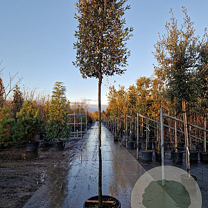Quercus ilex 200 cm stam container 18-20