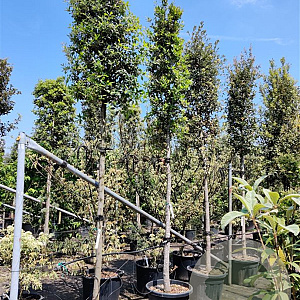 Quercus ilex 200 cm stam container 18-20 leiboom