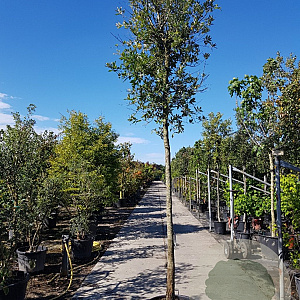 Quercus ilex 200 cm stam container 18-20 leiboom