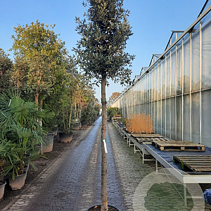 Quercus ilex 200 cm stam container 20-25 leiboom