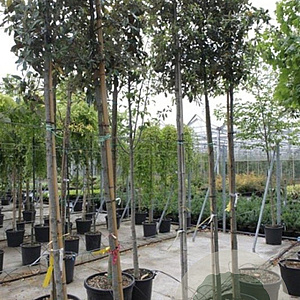 Quercus ilex 8-10 HO 35L