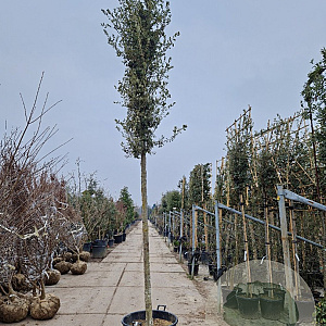Quercus ilex 20-25 HO container