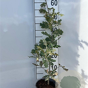 Quercus robur 40-60 cm 2,0L