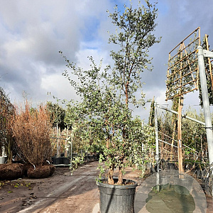 Quercus suber 200-250 cm cont. 90L meerstammig