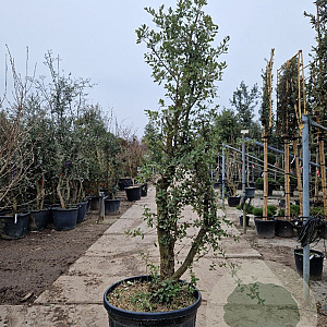 Quercus suber 200-250 cm cont. 150L meerstammig