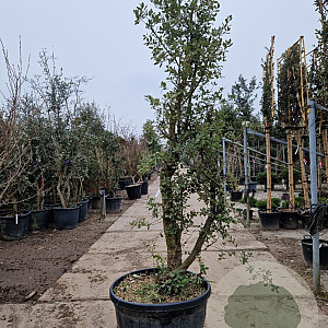 Quercus suber 200-250 cm cont. 150L meerstammig