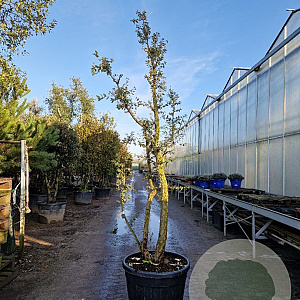 Quercus suber 250-300 cm cont. 130L meerstammig