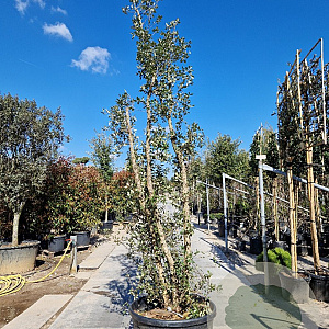 Quercus suber 350-400 cm cont. 230L meerstammig