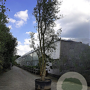 Quercus suber 550-600 cm container meerstammig