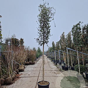 Quercus suber 180 cm stam container 14-16
