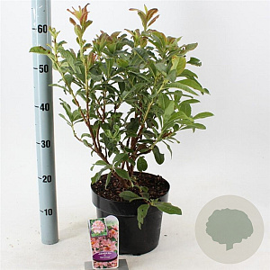 Rhododendron (AK) 'Berryrose' 30-40 cm 5,0L