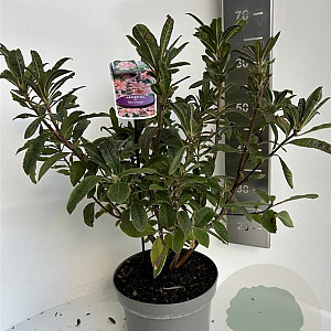 Rhododendron (AK) 'Berryrose' 40-50 cm 5,0L