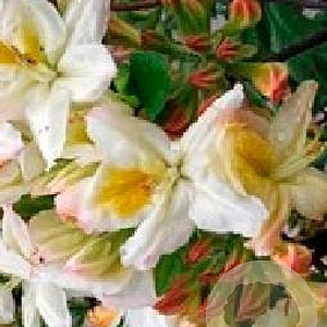 Rhododendron (AP) 'Daviesii' 30-40 cm 5,0L met knop