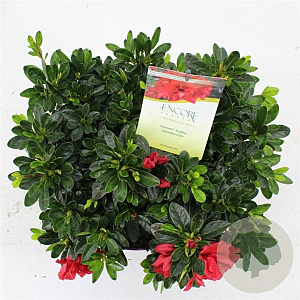 Rhododendron Encore Autumn Fire 30-35 cm 5,0L
