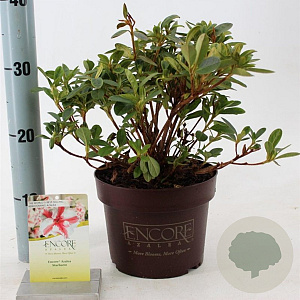 Rhododendron Enc. Autumn Starburst 25-30 cm 3,0L